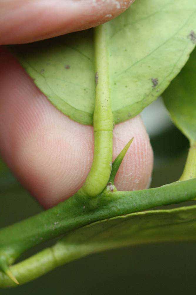                 Petiole (Doctor Strong, Riverside,   CA)       